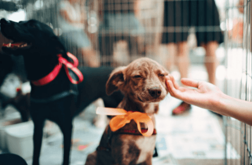 screenshot-docs.google.com-2021.11.24-00_36_09