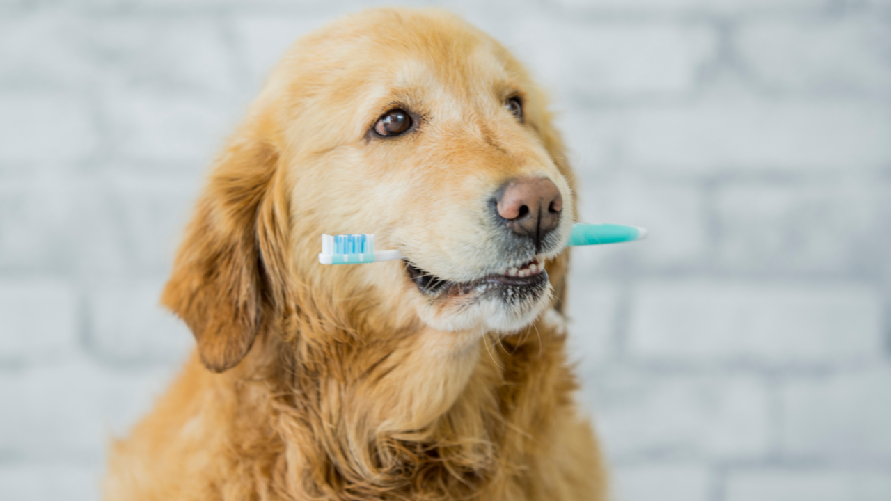Pet's Dental Health