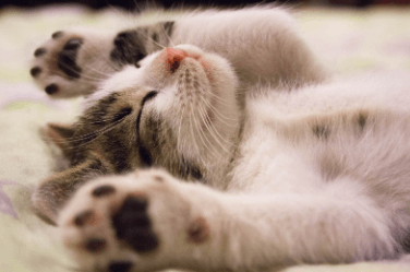 5 Healthy Snacks for your Cat