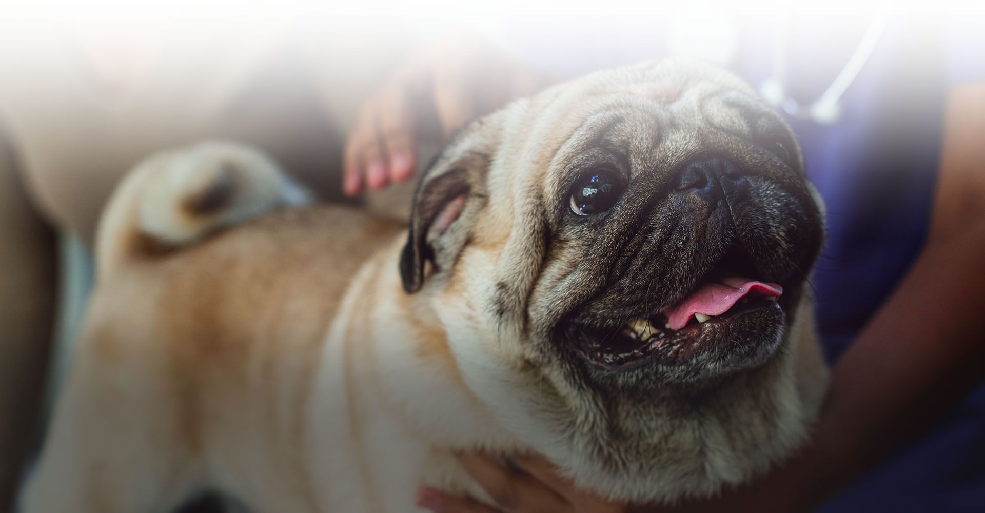 pug dog being checked by a veterinarian wearing a blue coat at city vet veterinary clinic
